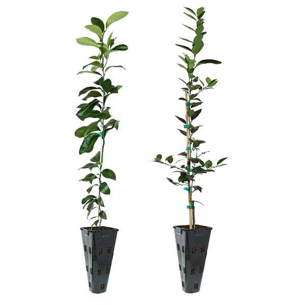 Brighter Blooms Meyer Lemon + Key Lime Tree Pack Citrus Trees 1 Brighter Blooms Meyer Lemon + Key Lime Tree Pack Citrus Trees
