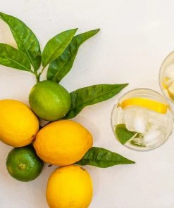 Brighter Blooms Fruit Trees Lemon-Lime Citrus Tree 5 Brighter Blooms Fruit Trees Lemon-Lime Citrus Tree