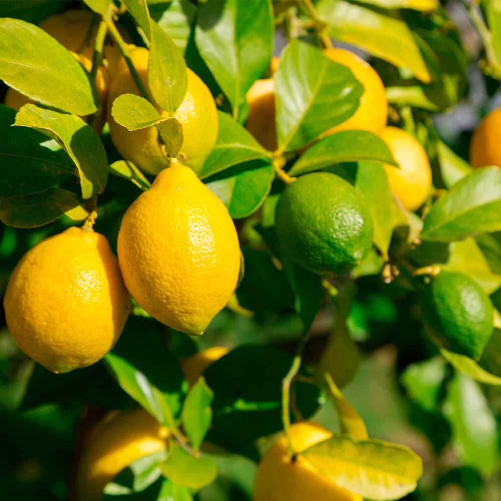 Brighter Blooms Lemon-Lime Citrus Bush Fruit Trees 3 Brighter Blooms Lemon-Lime Citrus Bush Fruit Trees