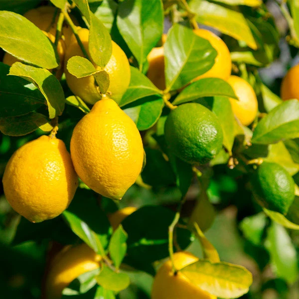 Brighter Blooms Fruit Trees Lemon-Lime Citrus Tree 1 Brighter Blooms Fruit Trees Lemon-Lime Citrus Tree