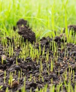 Brighter Blooms Erosion Control Plants Lesco Double Eagle Ryegrass Seed 7 Brighter Blooms Erosion Control Plants Lesco Double Eagle Ryegrass Seed