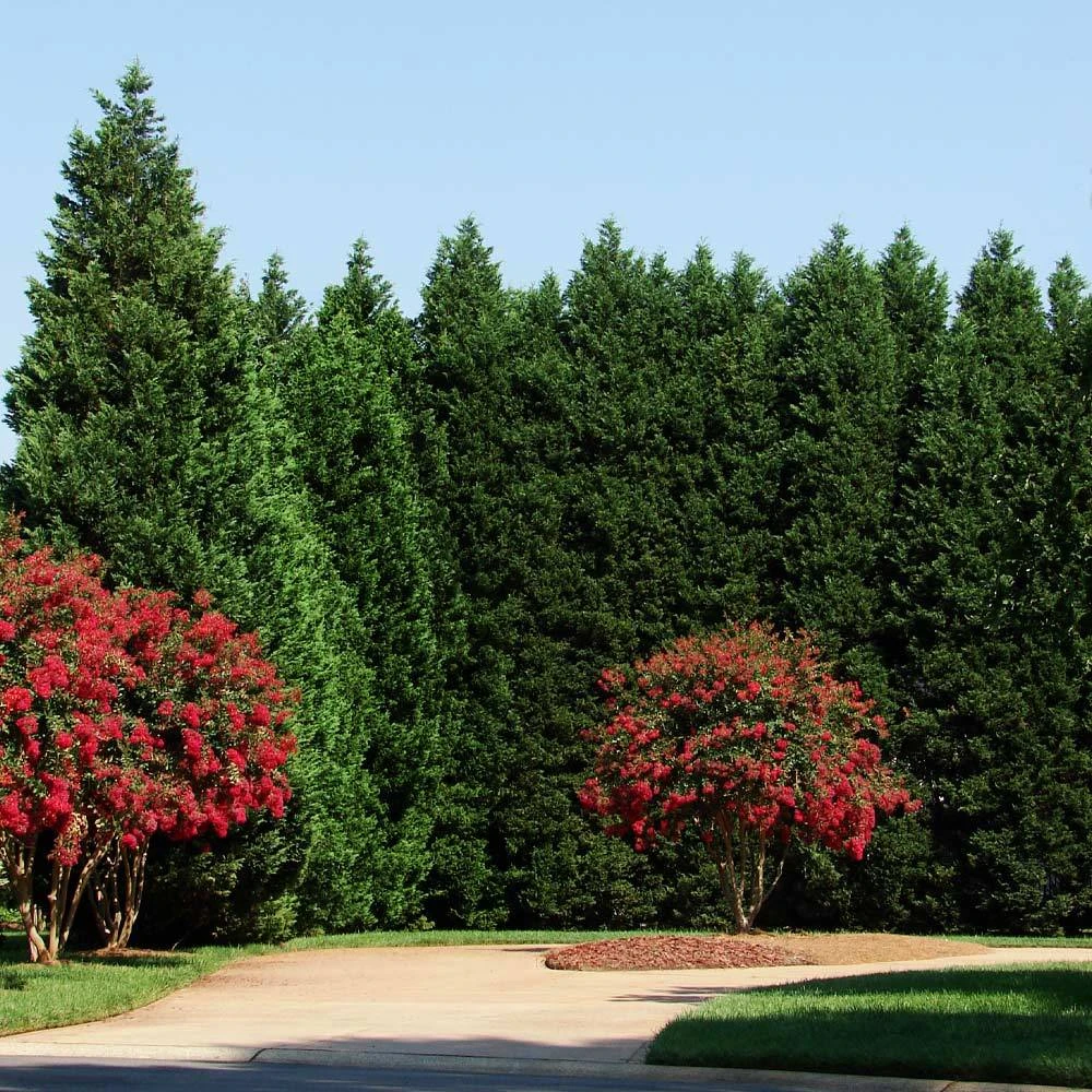 Brighter Blooms Evergreen & Privacy Leyland Cypress Tree 3 Brighter Blooms Evergreen & Privacy Leyland Cypress Tree