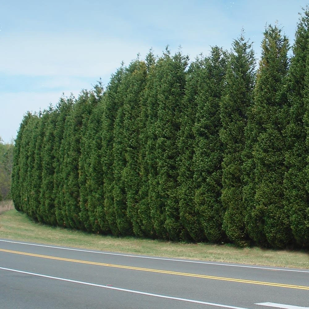 Brighter Blooms Evergreen & Privacy Leyland Cypress Tree 2 Brighter Blooms Evergreen & Privacy Leyland Cypress Tree