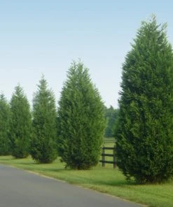 Brighter Blooms Evergreen & Privacy Leyland Cypress Tree 11 Brighter Blooms Evergreen & Privacy Leyland Cypress Tree
