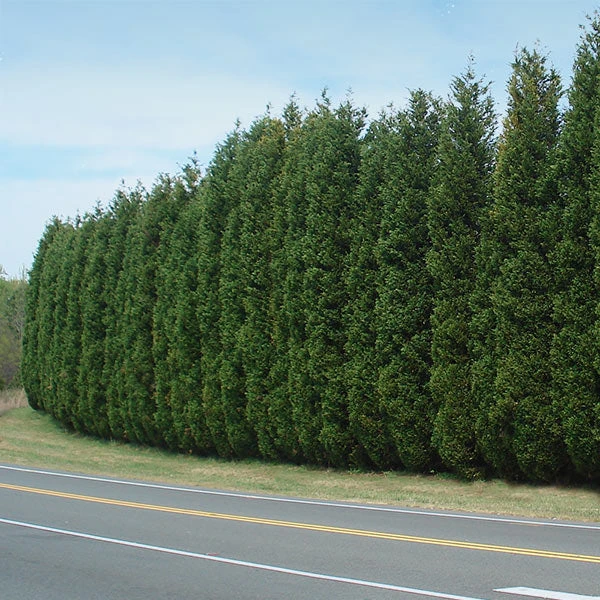 Brighter Blooms Evergreen & Privacy Leyland Cypress Tree 1 Brighter Blooms Evergreen & Privacy Leyland Cypress Tree