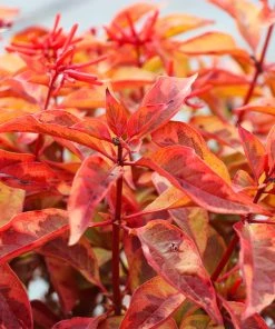 Brighter Blooms Shrubs & Hedges Lime Sizzler™ Firebush 5 Brighter Blooms Shrubs & Hedges Lime Sizzler™ Firebush