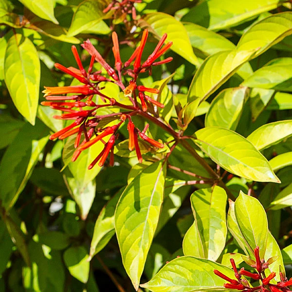Brighter Blooms Shrubs & Hedges Lime Sizzler™ Firebush 1 Brighter Blooms Shrubs & Hedges Lime Sizzler™ Firebush