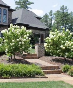 Brighter Blooms Limelight Hydrangea Tree Shrubs & Hedges 8 Brighter Blooms Limelight Hydrangea Tree Shrubs & Hedges