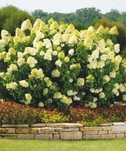 Brighter Blooms Limelight Hydrangea Shrub Shrubs & Hedges