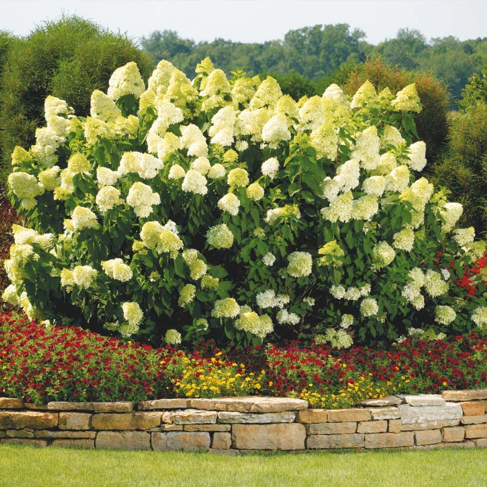 Brighter Blooms Limelight Hydrangea Shrub Shrubs & Hedges 2 Brighter Blooms Limelight Hydrangea Shrub Shrubs & Hedges