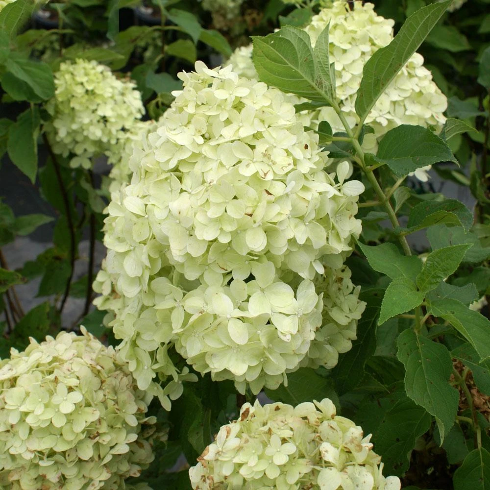 Brighter Blooms Limelight Hydrangea Shrub Shrubs & Hedges 4 Brighter Blooms Limelight Hydrangea Shrub Shrubs & Hedges