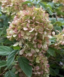 Brighter Blooms Limelight Hydrangea Shrub Shrubs & Hedges 10 Brighter Blooms Limelight Hydrangea Shrub Shrubs & Hedges
