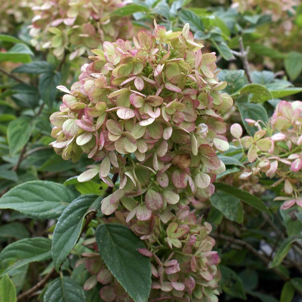 Brighter Blooms Limelight Hydrangea Shrub Shrubs & Hedges 5 Brighter Blooms Limelight Hydrangea Shrub Shrubs & Hedges