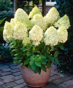 Brighter Blooms Limelight Hydrangea Shrub Shrubs & Hedges 8 Brighter Blooms Limelight Hydrangea Shrub Shrubs & Hedges