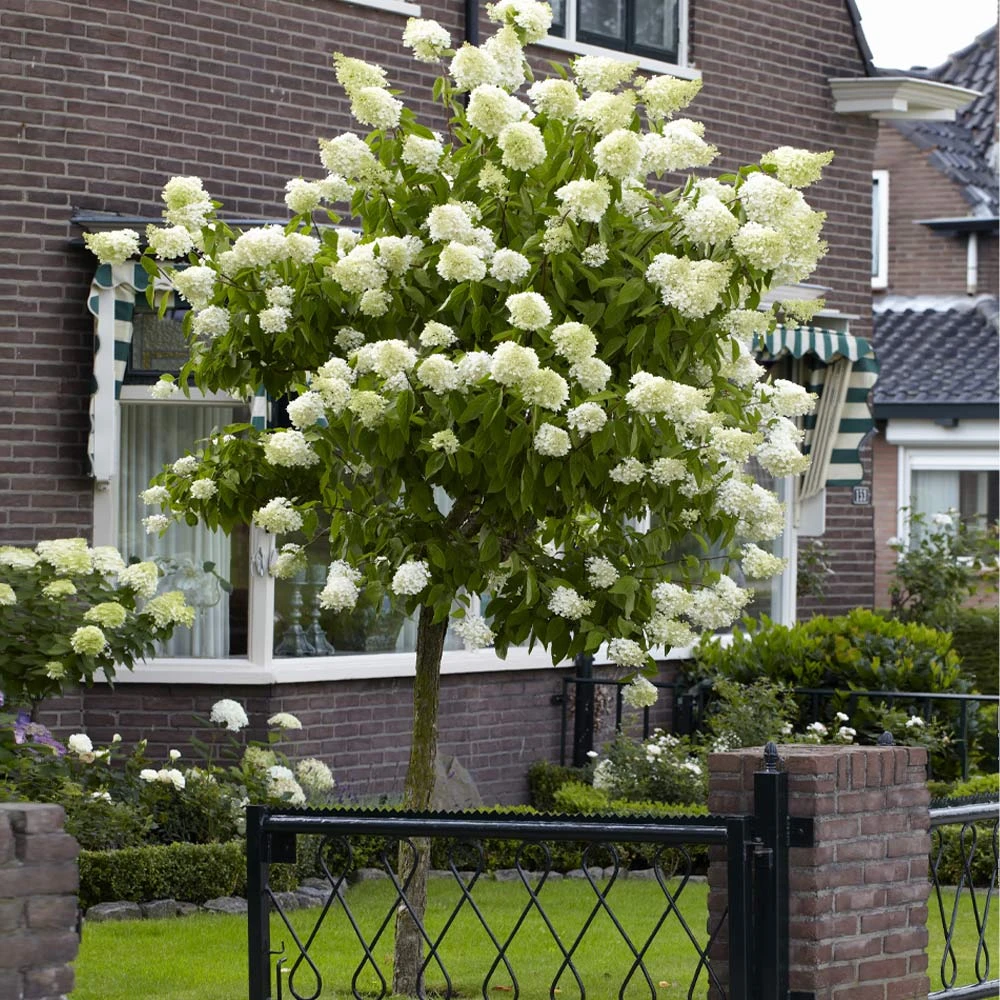Brighter Blooms Limelight Hydrangea Tree Shrubs & Hedges 2 Brighter Blooms Limelight Hydrangea Tree Shrubs & Hedges