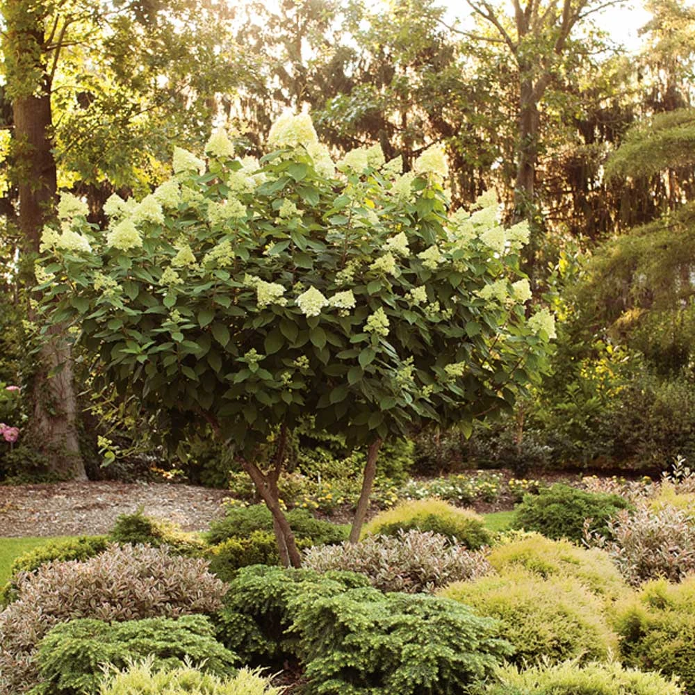Brighter Blooms Limelight Hydrangea Tree Shrubs & Hedges 4 Brighter Blooms Limelight Hydrangea Tree Shrubs & Hedges