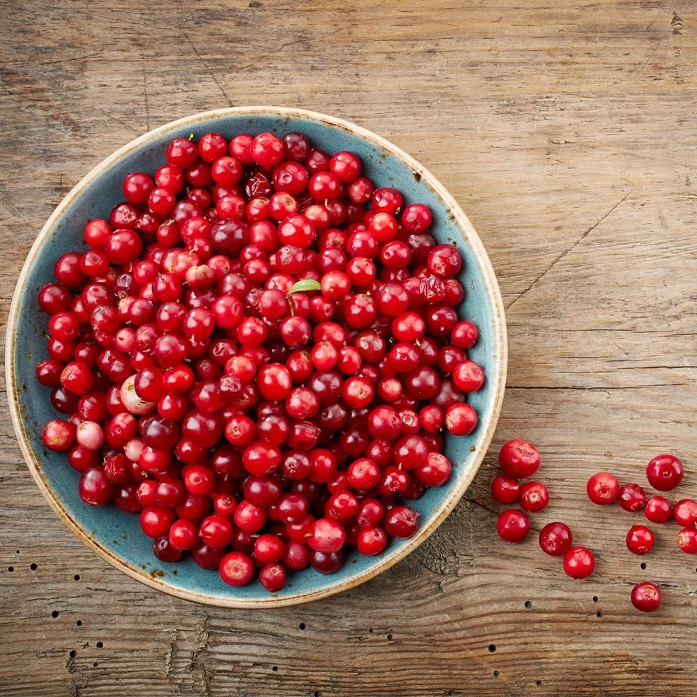 Brighter Blooms Lingonberry Plant 3 Brighter Blooms Lingonberry Plant