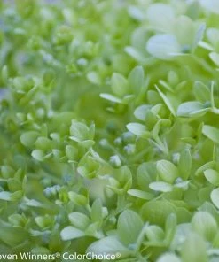 Brighter Blooms Shrubs & Hedges Little Lime® Hydrangea Tree 5 Brighter Blooms Shrubs & Hedges Little Lime® Hydrangea Tree