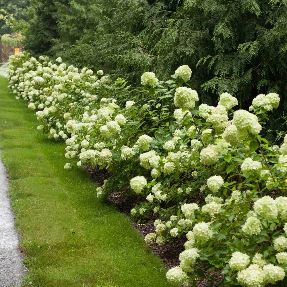 Brighter Blooms Little Lime® Hydrangea Shrub 2 Brighter Blooms Little Lime® Hydrangea Shrub