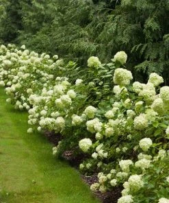 BrighterBlooms.com Little Lime® Hydrangea Shrub
