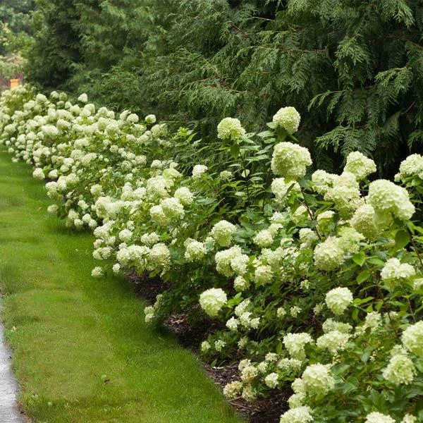 BrighterBlooms.com Little Lime® Hydrangea Shrub 1 BrighterBlooms.com Little Lime® Hydrangea Shrub