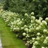Brighter Blooms Little Lime® Hydrangea Shrub