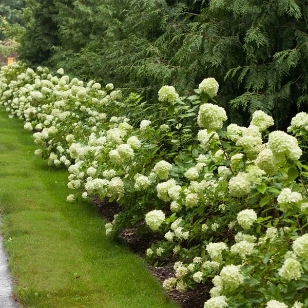 Brighter Blooms Little Lime® Hydrangea Shrub 1 Brighter Blooms Little Lime® Hydrangea Shrub