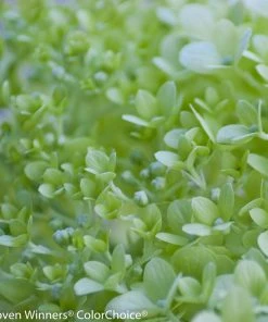 Brighter Blooms Little Lime® Hydrangea Shrub 9 Brighter Blooms Little Lime® Hydrangea Shrub