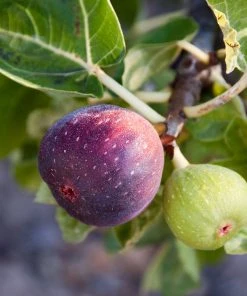 Brighter Blooms Little Miss Figgy™ Fig Tree 6 Brighter Blooms Little Miss Figgy™ Fig Tree