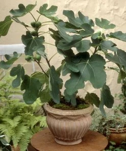 Brighter Blooms Little Miss Figgy™ Fig Tree