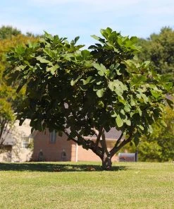 Brighter Blooms Little Miss Figgy™ Fig Tree 7 Brighter Blooms Little Miss Figgy™ Fig Tree
