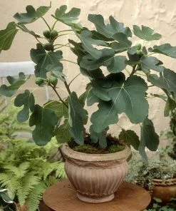 Brighter Blooms Little Miss Figgy™ Fig Tree