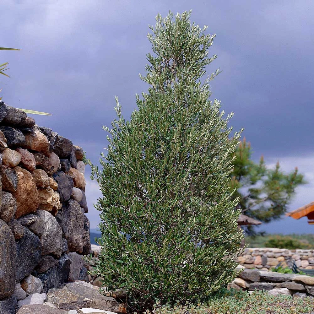 Brighter Blooms New Trees 'Little Ollie' Dwarf Olive Tree 2 Brighter Blooms New Trees 'Little Ollie' Dwarf Olive Tree