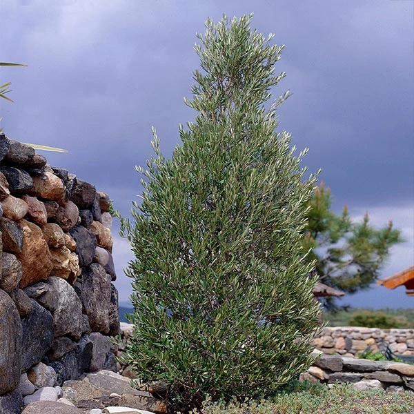 Brighter Blooms New Trees 'Little Ollie' Dwarf Olive Tree 1 Brighter Blooms New Trees 'Little Ollie' Dwarf Olive Tree