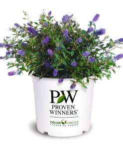 Brighter Blooms Lo And Behold® Blue Chip Jr. Butterfly Bush SHOP ALL 7 Brighter Blooms Lo And Behold® Blue Chip Jr. Butterfly Bush SHOP ALL