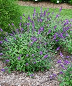 Brighter Blooms Lo And BeholdĀ® Blue Chip Jr. Butterfly Bush SHOP ALL