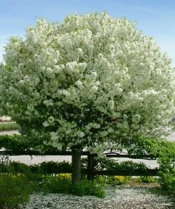 Brighter Blooms Lollipop® Crabapple Tree