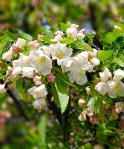 Brighter Blooms Lollipop® Crabapple Tree 7 Brighter Blooms Lollipop® Crabapple Tree