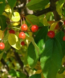 Brighter Blooms Lollipop® Crabapple Tree 8 Brighter Blooms Lollipop® Crabapple Tree