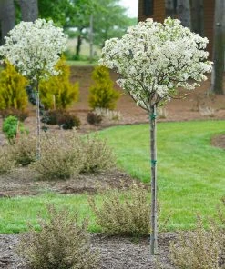 Brighter Blooms Lollipop® Crabapple Tree 9 Brighter Blooms Lollipop® Crabapple Tree
