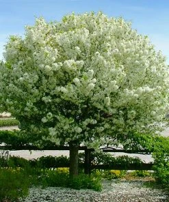 Brighter Blooms LollipopĀ® Crabapple Tree