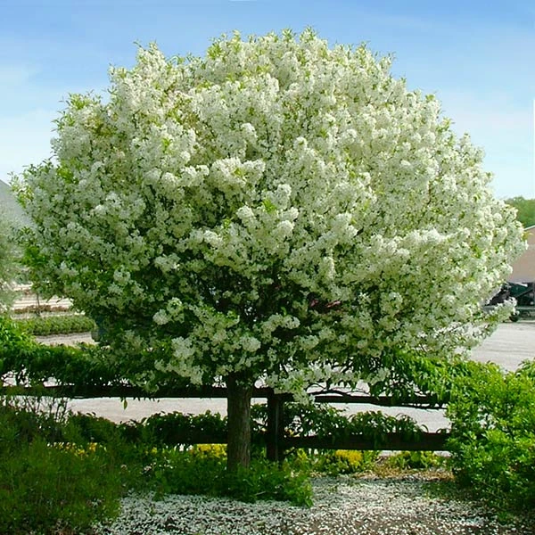 Brighter Blooms Lollipop® Crabapple Tree 1 Brighter Blooms Lollipop® Crabapple Tree