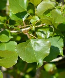Brighter Blooms Lombardy Poplar Tree Arborvitae Trees 10 Brighter Blooms Lombardy Poplar Tree Arborvitae Trees