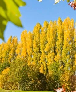 Brighter Blooms Lombardy Poplar Tree Arborvitae Trees
