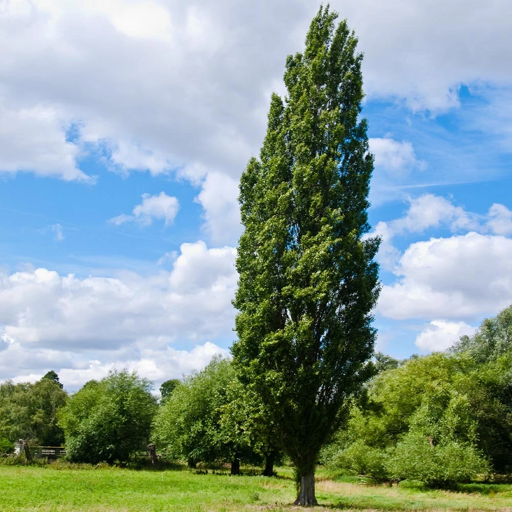 Brighter Blooms Lombardy Poplar Tree Arborvitae Trees 3 Brighter Blooms Lombardy Poplar Tree Arborvitae Trees
