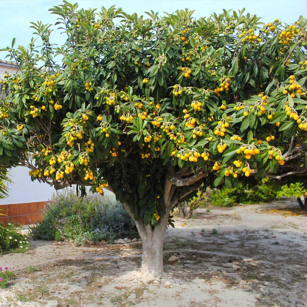 Brighter Blooms Loquat Tree Fruit Trees 3 Brighter Blooms Loquat Tree Fruit Trees