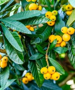 Brighter Blooms Loquat Tree Fruit Trees