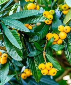 Brighter Blooms Loquat Tree Fruit Trees