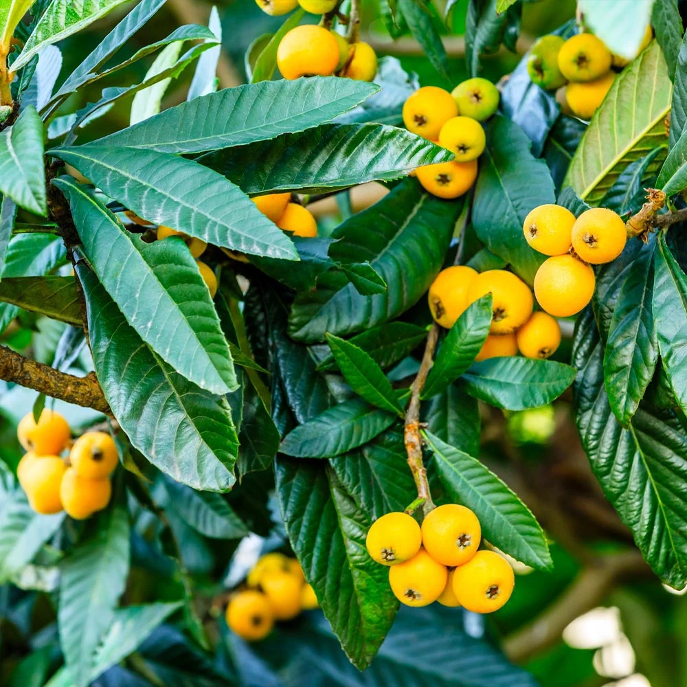 Brighter Blooms Loquat Tree Fruit Trees 1 Brighter Blooms Loquat Tree Fruit Trees