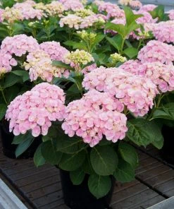 Brighter Blooms Love Hydrangea Shrub Shrubs & Hedges